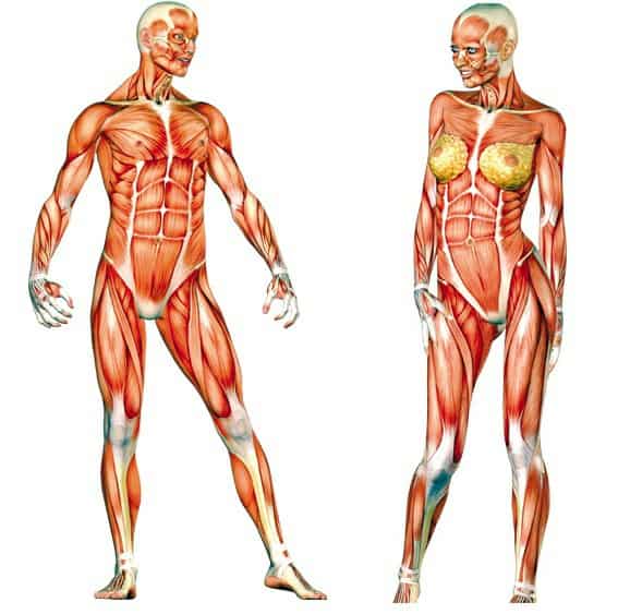 cum arată corpul uman în greutate