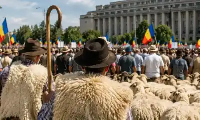 „ne a ajuns cuțitul la os”: protest al oierilor în piața