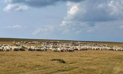 ce demersuri face românia pentru deblocarea exporturilor de ovine și