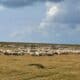 ce demersuri face românia pentru deblocarea exporturilor de ovine și
